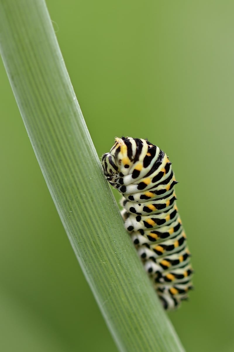 Egg Carton Caterpillar
