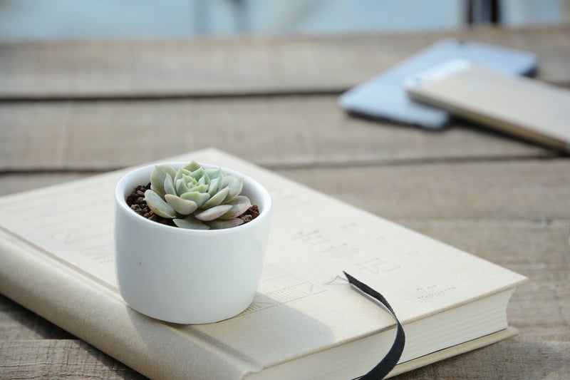 Plastic Bottle Planters